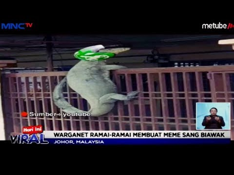 Detail Komodo Naik Pagar Rumah Nomer 29