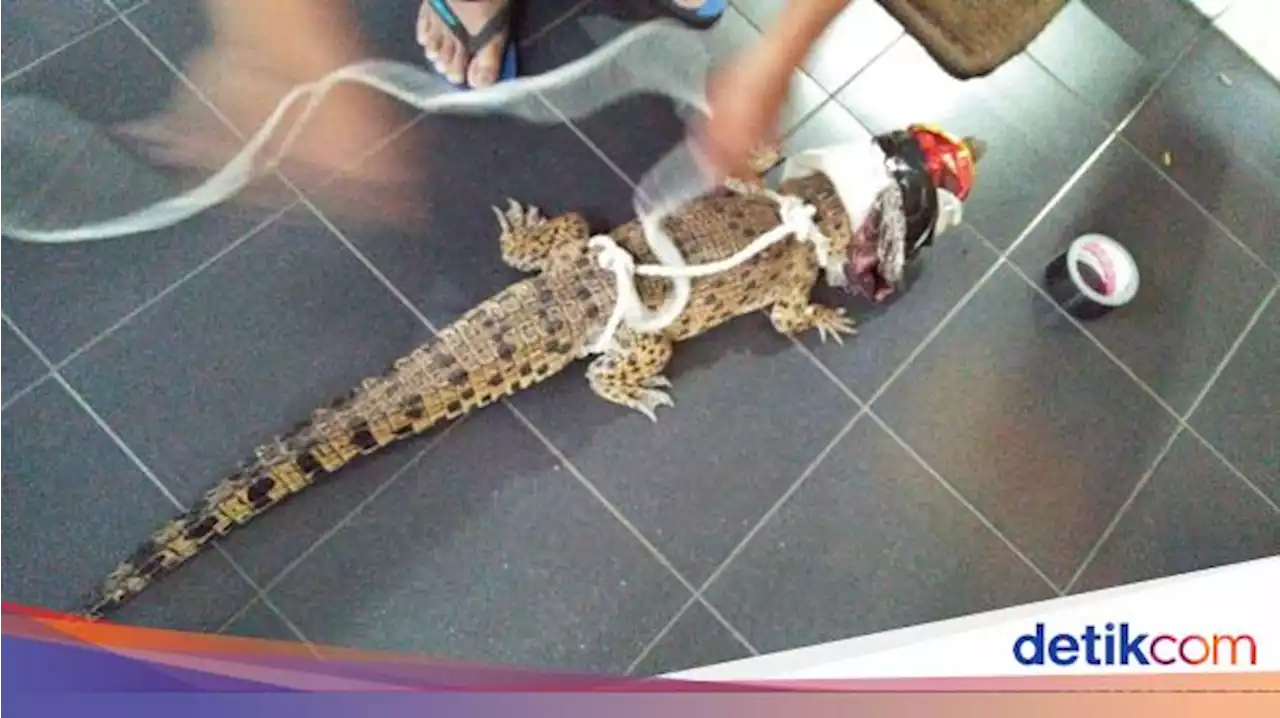 Detail Komodo Naik Pagar Rumah Nomer 50