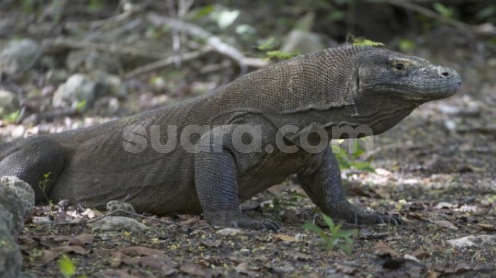 Detail Komodo Naik Pagar Rumah Nomer 53