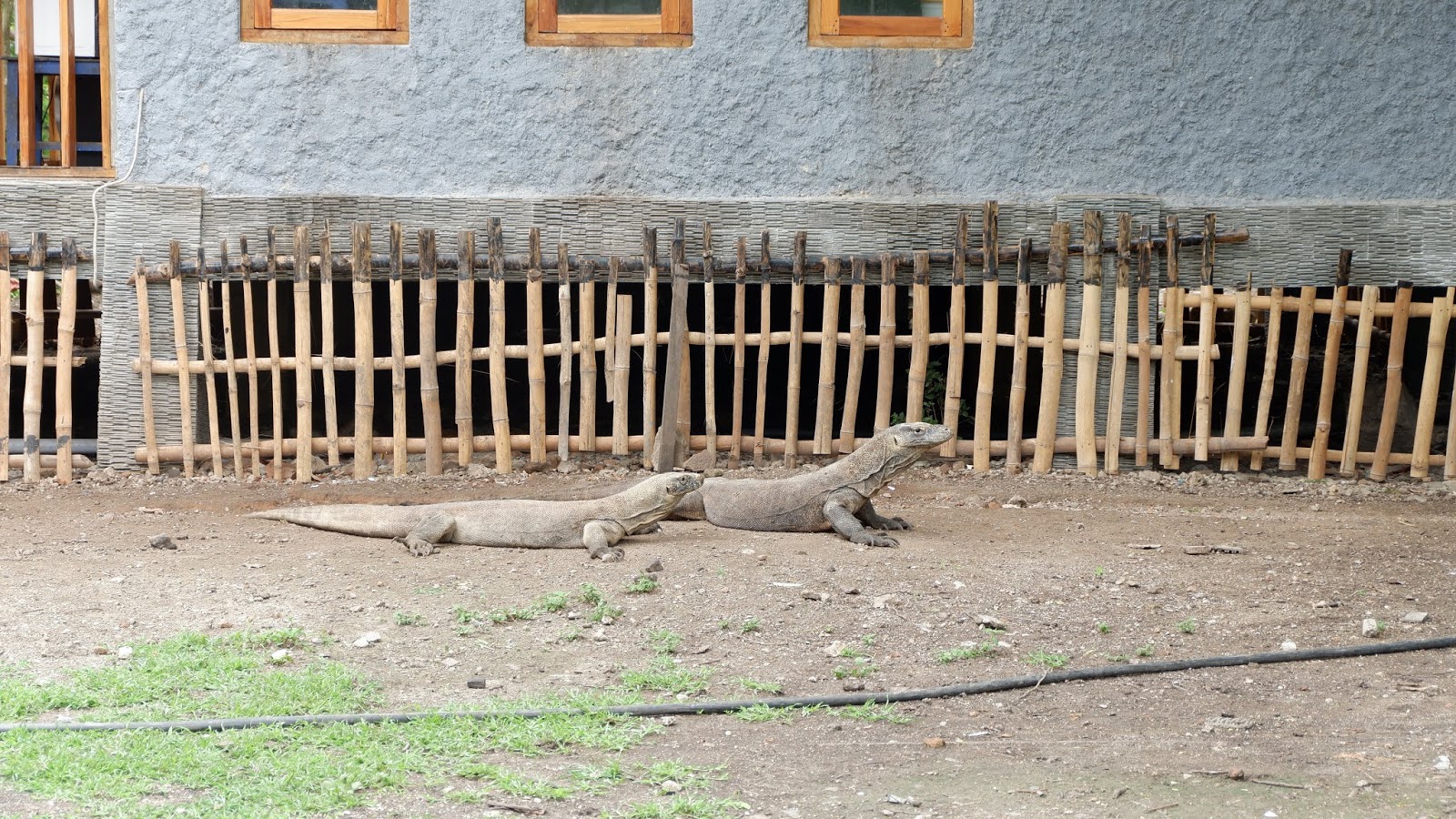 Detail Komodo Naik Pagar Rumah Nomer 55