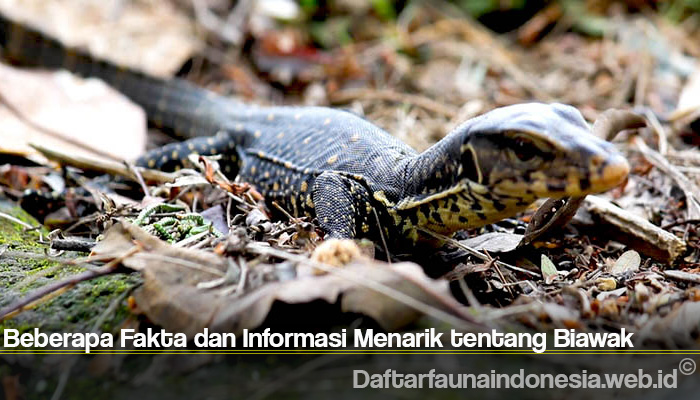 Detail Komodo Naik Pagar Rumah Nomer 57