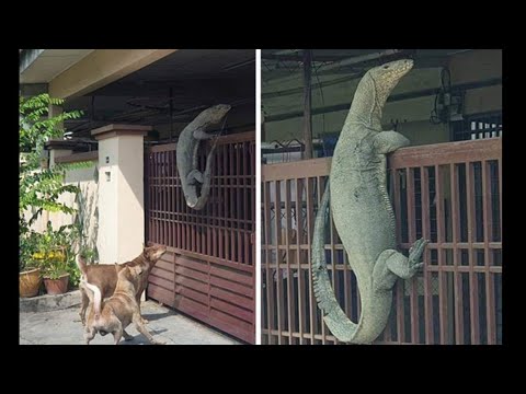 Detail Komodo Naik Pagar Rumah Nomer 9