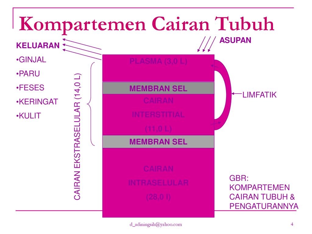 Detail Kompartemen Cairan Tubuh Nomer 4