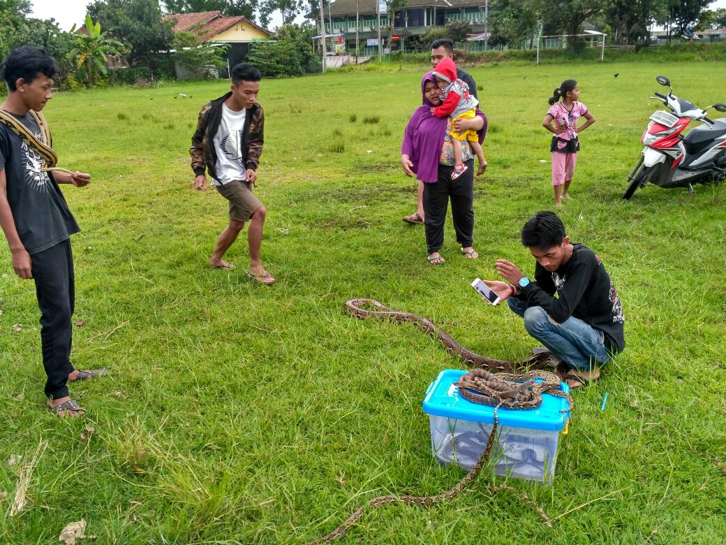 Detail Komunitas Reptil Indonesia Nomer 20
