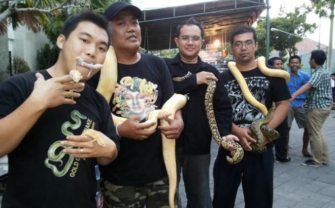Detail Komunitas Reptil Indonesia Nomer 40