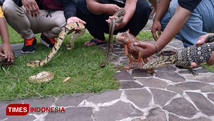 Detail Komunitas Reptil Indonesia Nomer 45
