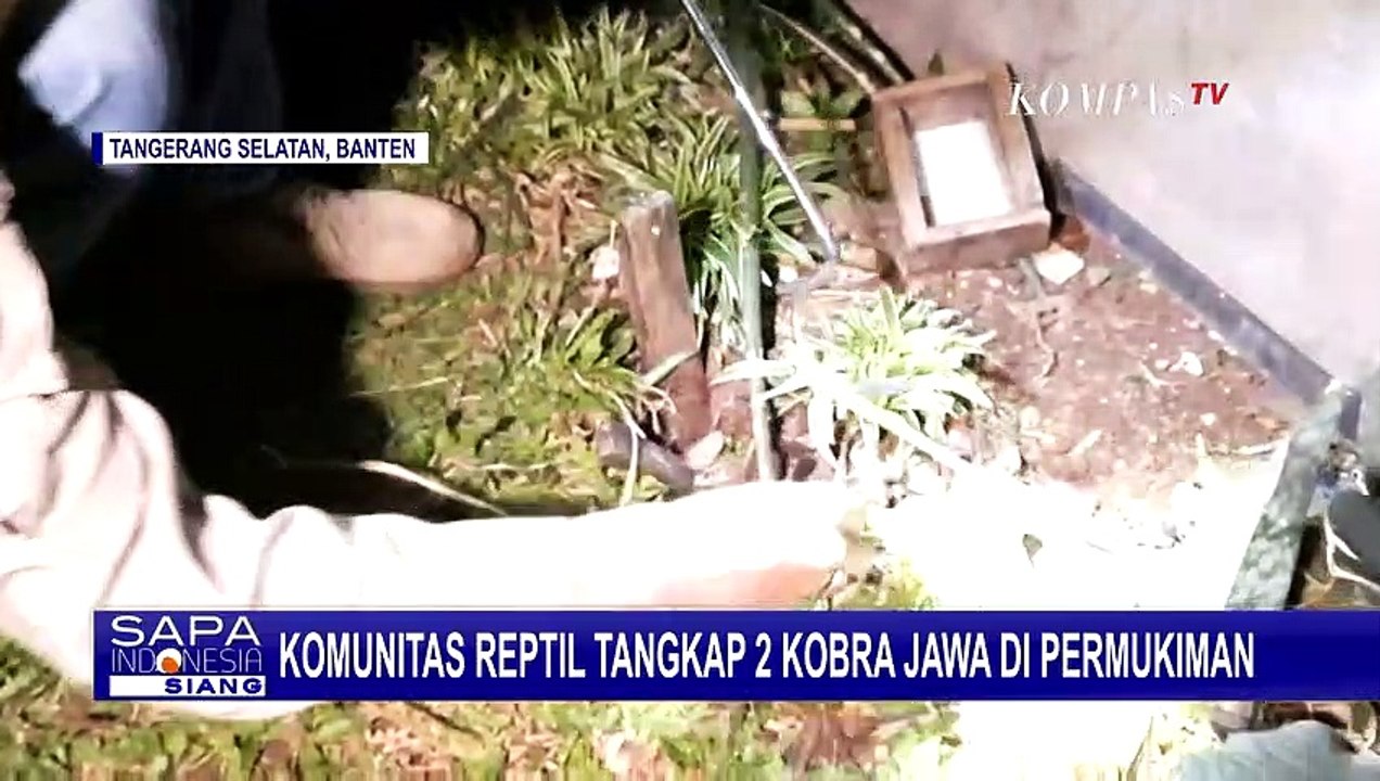 Detail Komunitas Reptil Indonesia Nomer 51