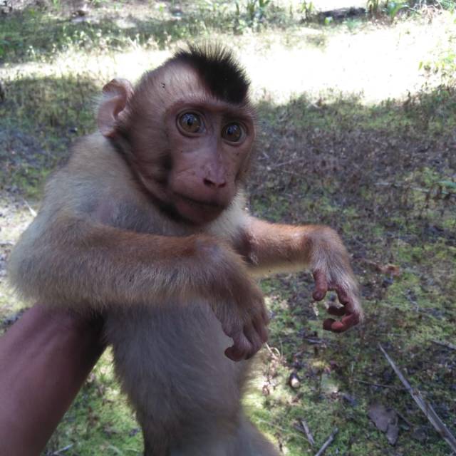 Detail Mentahan Monyet Selfie Nomer 45