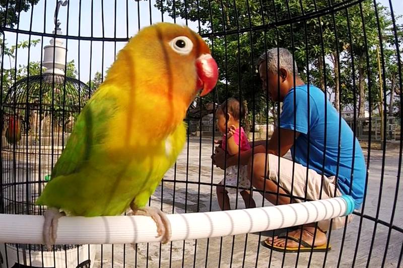 Detail Kontes Lovebird Nasional Nomer 25