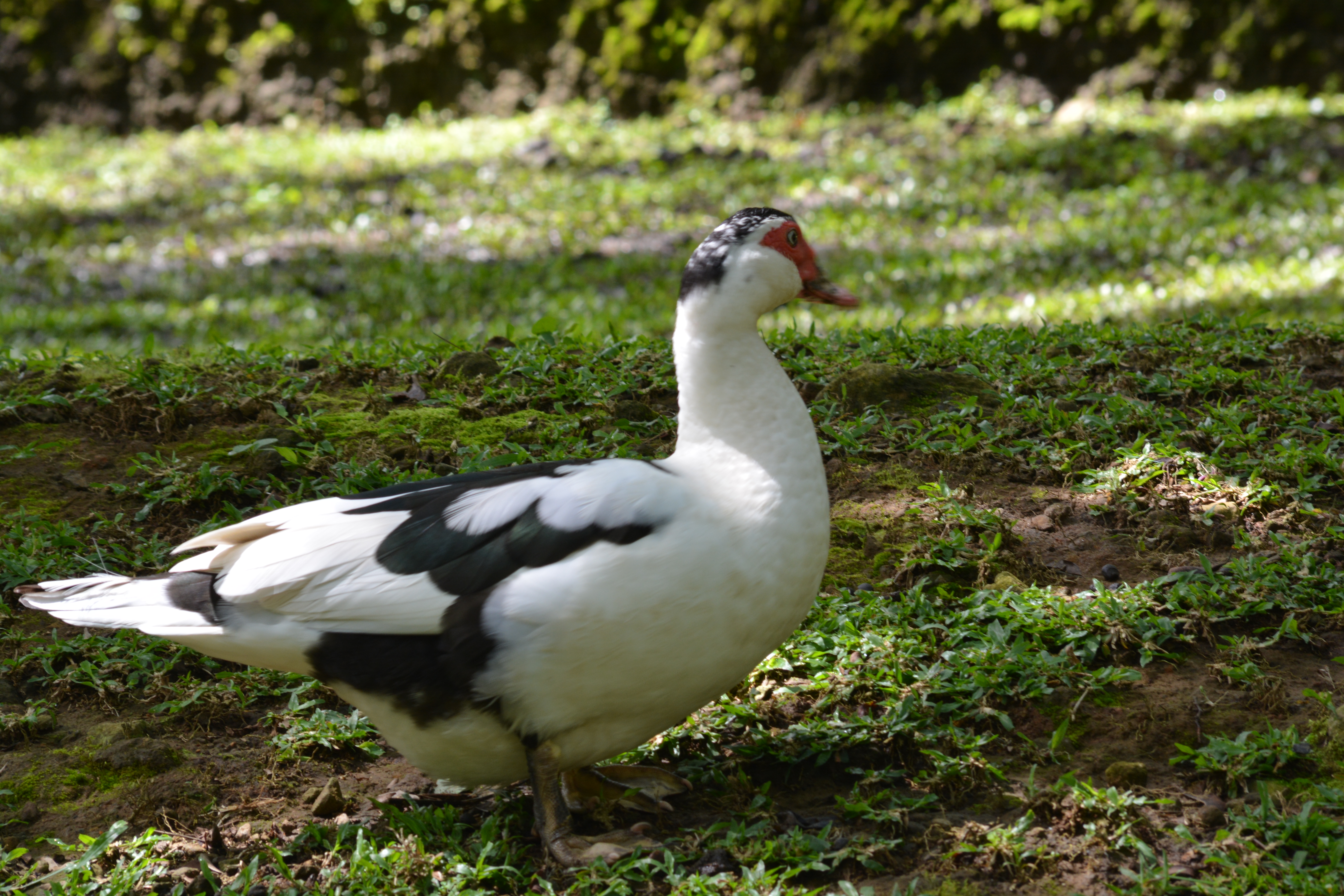 Detail Menthok Gambar Bebek Nomer 41