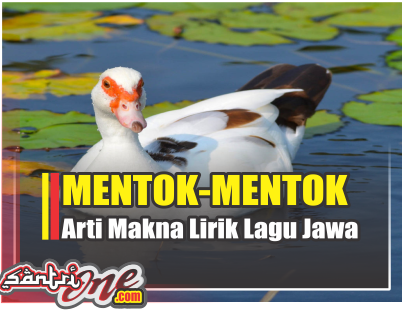 Detail Menthok Gambar Menthok Nomer 11