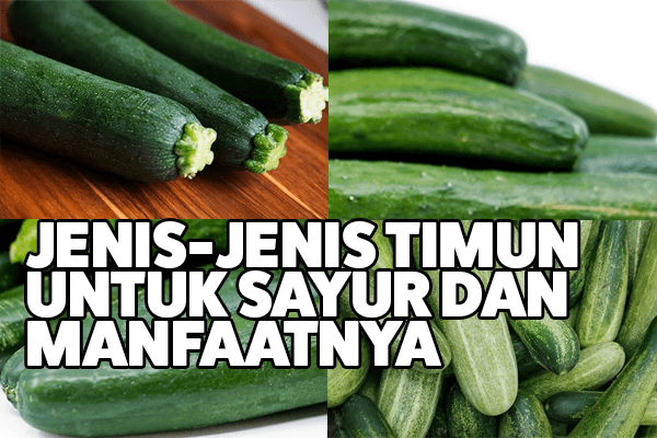 Detail Mentimun Buah Atau Sayur Nomer 43