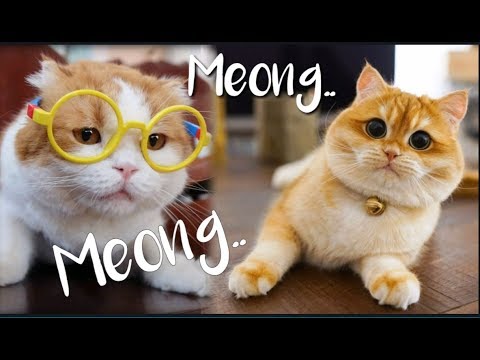 Detail Meong Meong Kucing Nomer 52