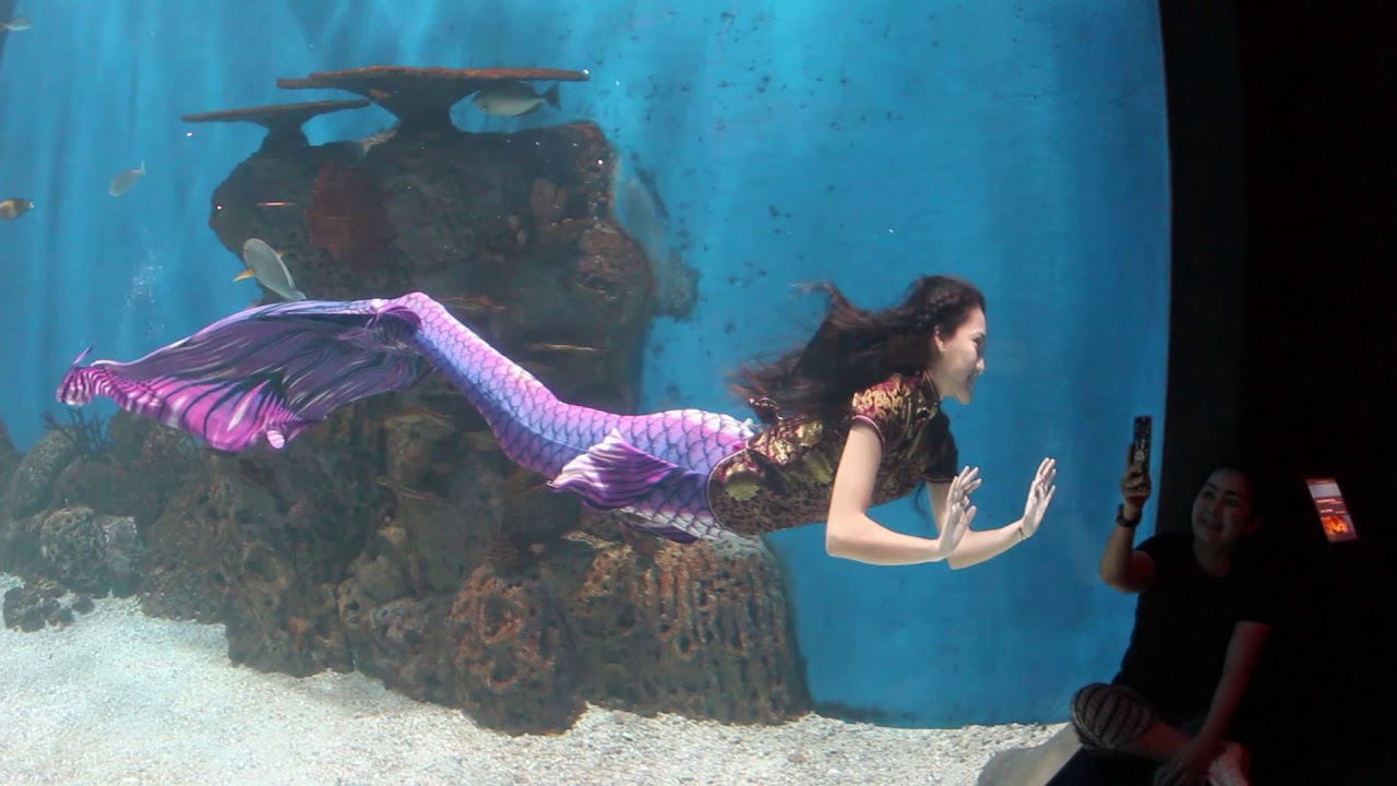 Mermaid Asli Di Akuarium - KibrisPDR