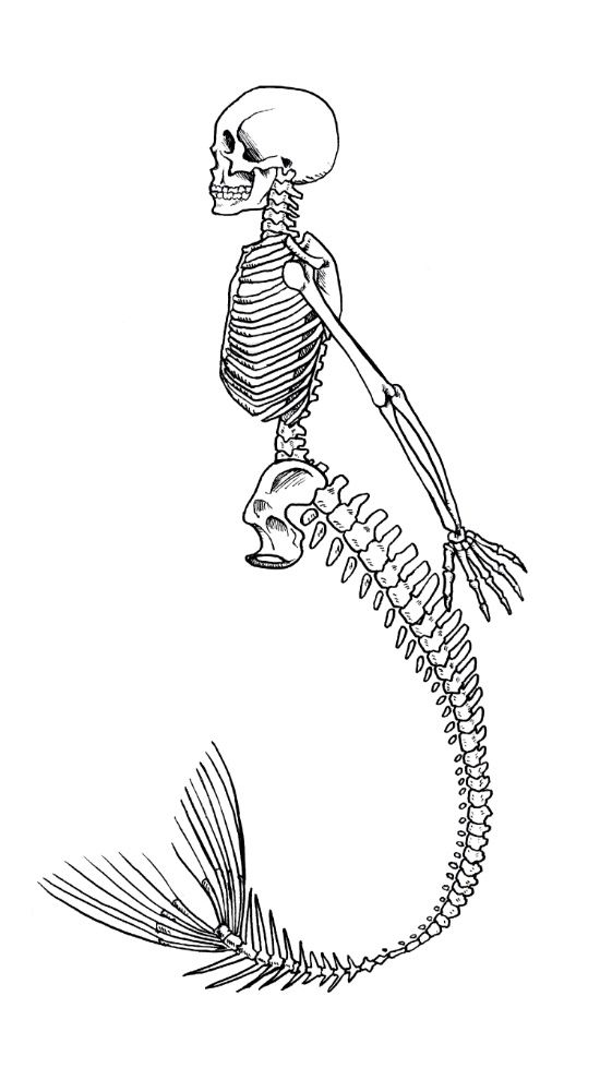 Detail Mermaid Skeleton Clipart Nomer 5