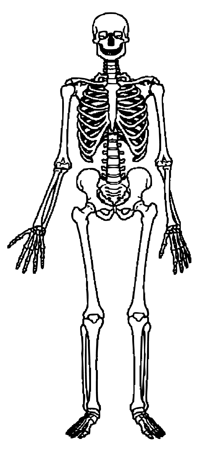 Detail Mermaid Skeleton Clipart Nomer 54
