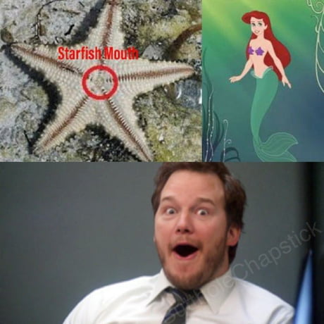 Detail Mermaid Starfish Meme Nomer 23