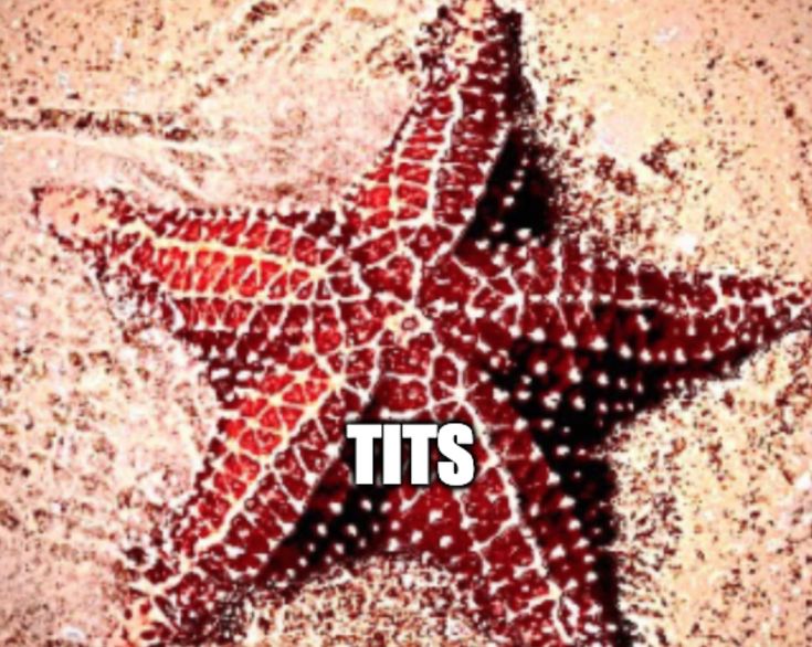 Detail Mermaid Starfish Meme Nomer 47