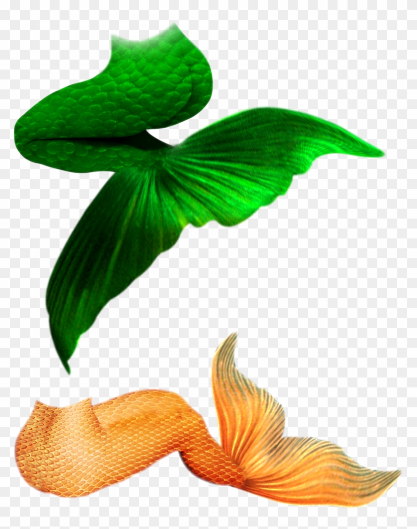 Detail Mermaid Tail Clipart Nomer 37