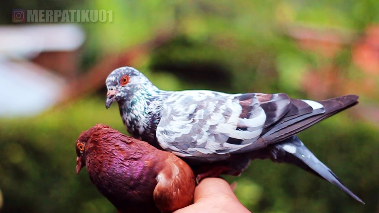 Merpati Blorok Hitam - KibrisPDR