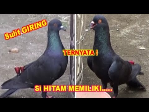 Merpati Hitam Polos - KibrisPDR