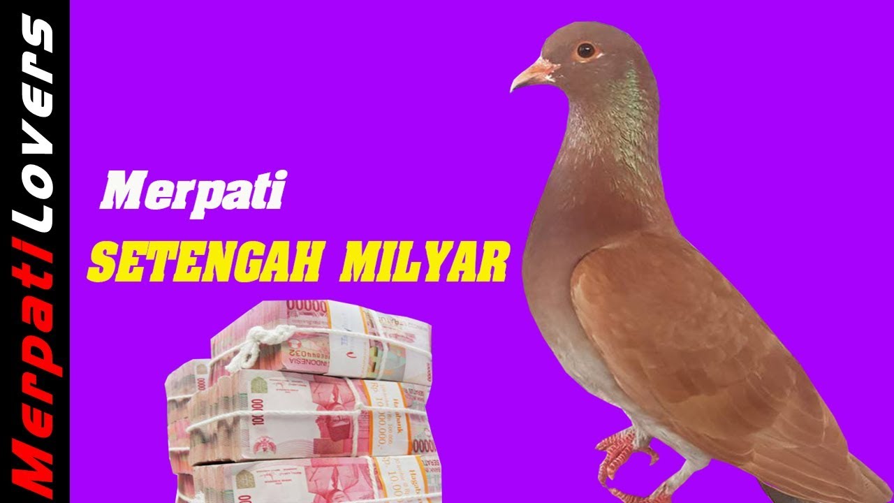 Detail Merpati Kolong Termahal Nomer 2