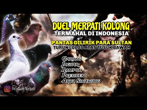 Detail Merpati Kolong Termahal Nomer 48