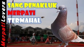 Detail Merpati Kolong Termahal Nomer 53