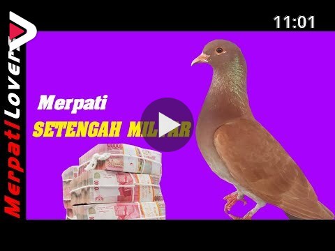 Detail Merpati Kolong Termahal Nomer 56