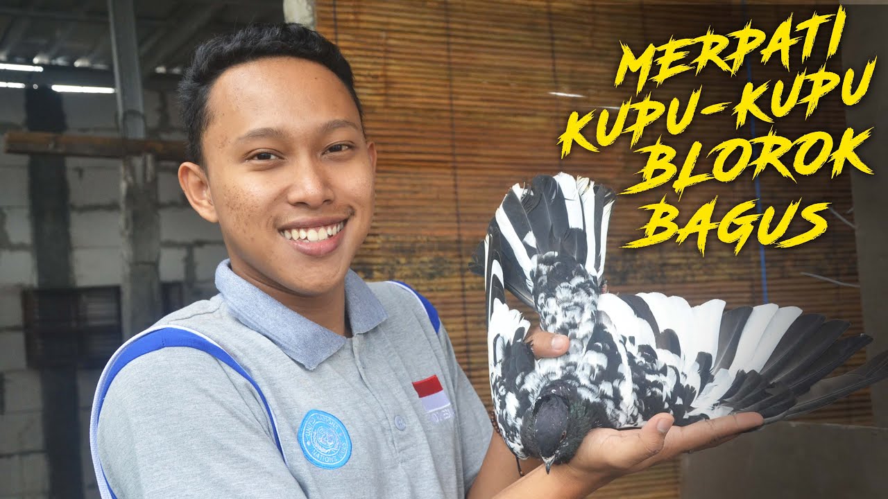 Detail Merpati Kupu Kupu Yang Bagus Nomer 11