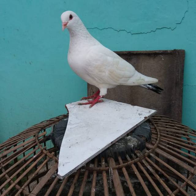 Detail Merpati Putih Burung Nomer 3