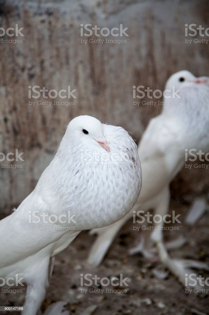 Detail Merpati Putih Burung Nomer 32