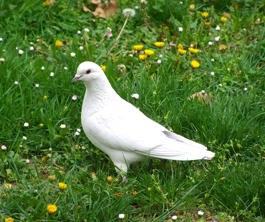 Detail Merpati Putih Burung Nomer 7