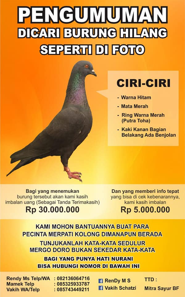 Detail Merpati Warna Hitam Nomer 21