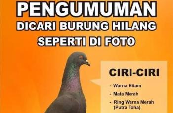 Detail Merpati Warna Hitam Nomer 44