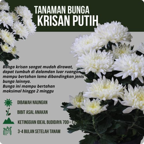 Detail Krisan Putih Nomer 8