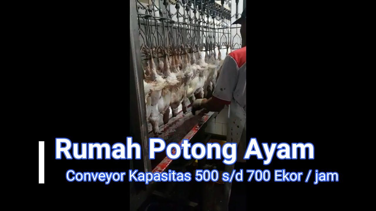 Detail Mesin Potong Ayam Otomatis Nomer 33