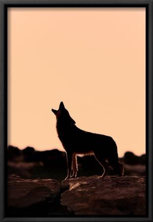 Download Metal Coyote Silhouette Nomer 48