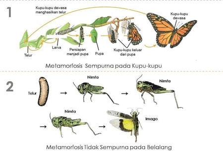 Metamorfosis Sempurna Dan Tidak Sempurna Pada Insecta Gambar - KibrisPDR