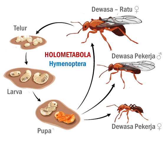 Detail Metamorfosis Sempurna Dan Tidak Sempurna Pada Insecta Gambar Nomer 39