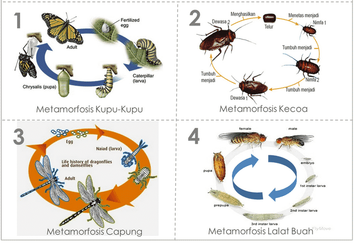 Detail Metamorfosis Sempurna Dan Tidak Sempurna Pada Insecta Gambar Nomer 5