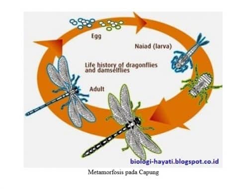 Detail Metamorfosis Sempurna Dan Tidak Sempurna Pada Insecta Gambar Nomer 46