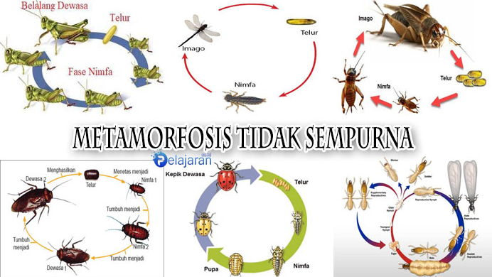 Detail Metamorfosis Sempurna Dan Tidak Sempurna Pada Insecta Gambar Nomer 47