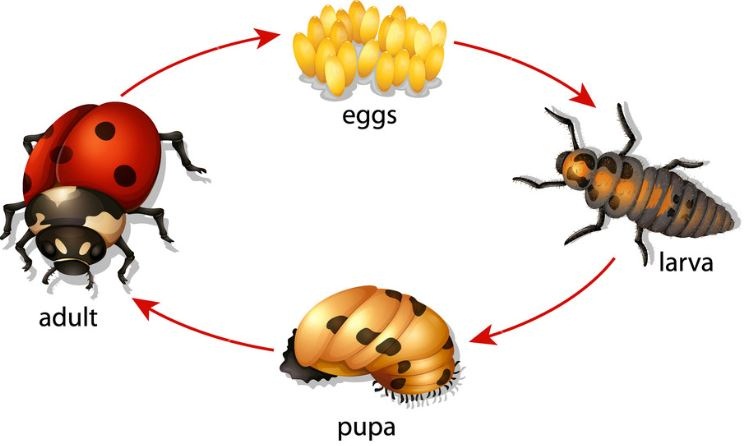 Detail Metamorfosis Sempurna Dan Tidak Sempurna Pada Insecta Gambar Nomer 52