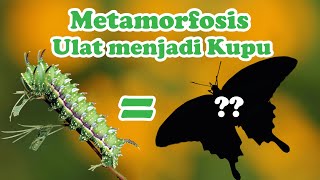 Detail Metamorfosis Ulat Bulu Nomer 13