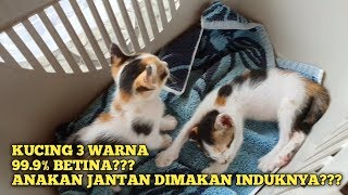 Detail Kucing 3 Warna Nomer 51