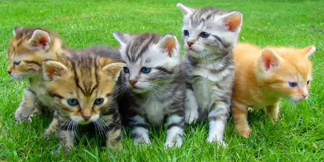 Detail Kucing Adopsi Gratis Nomer 25