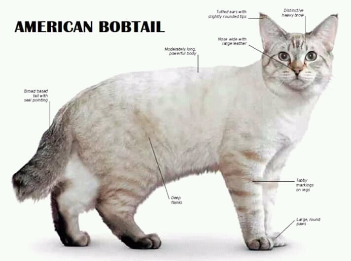 Detail Kucing American Bobtail Nomer 33