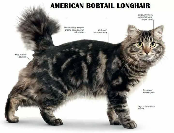 Detail Kucing American Bobtail Nomer 52
