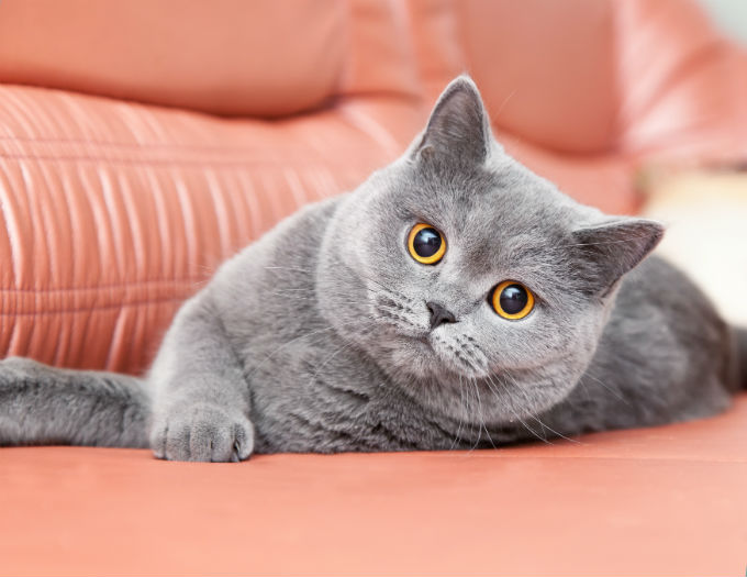 Kucing American British Shorthair - KibrisPDR